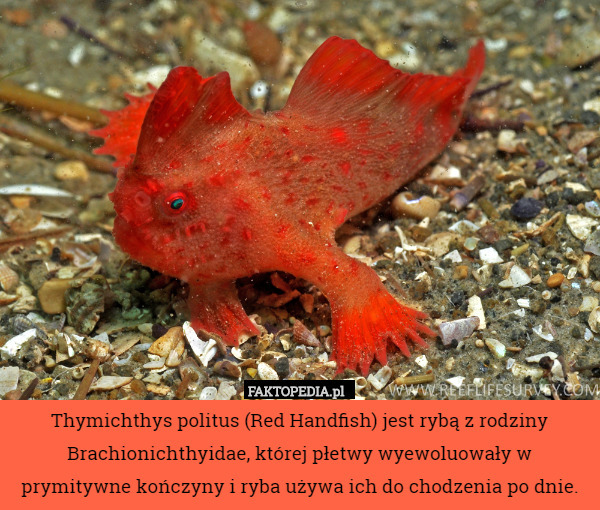 Thymichthys politus (Red Handfish) jest rybą z rodziny Brachionichthyidae,