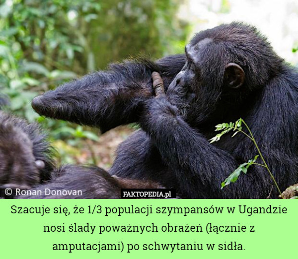 Szacuje się, że 1/3 populacji szympansów w Ugandzie nosi ślady poważnych