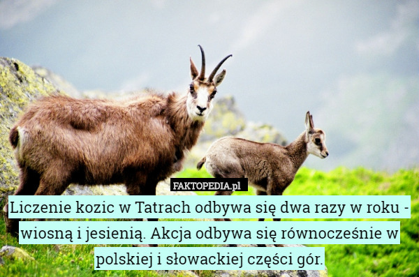 Liczenie kozic w Tatrach odbywa się dwa razy w roku - wiosną i jesienią.