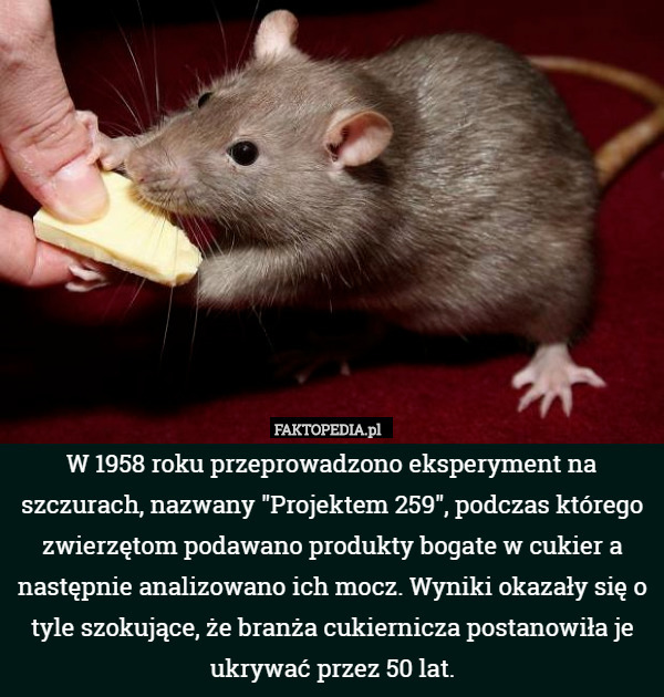 W 1958 roku przeprowadzono eksperyment na szczurach, nazwany "Projektem