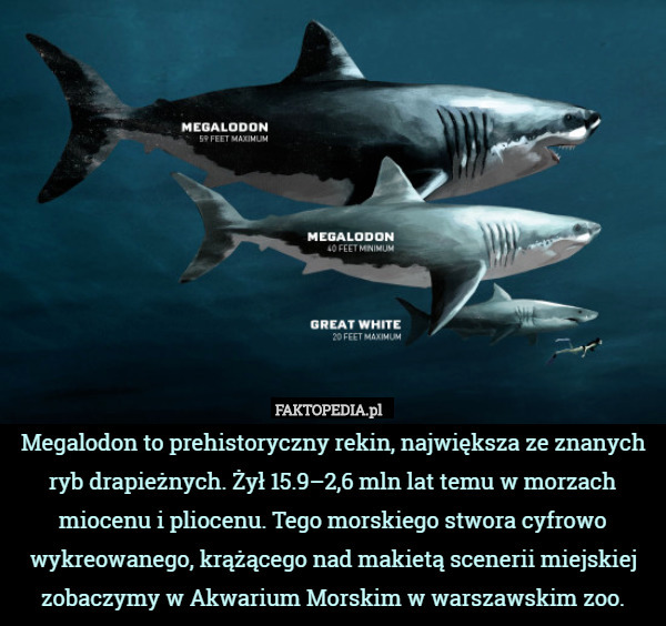 Megalodon to prehistoryczny rekin, największa ze znanych ryb drapieżnych.