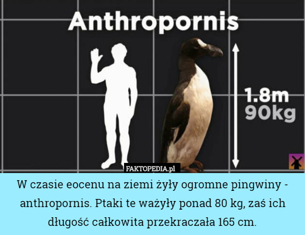W czasie eocenu na ziemi żyły ogromne pingwiny - anthropornis. Ptaki te