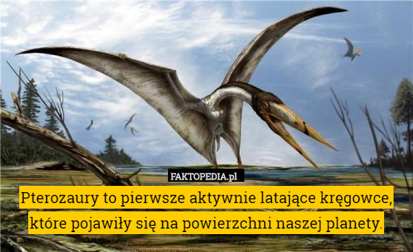Pterozaury to pierwsze aktywnie latające kręgowce, które pojawiły się na
