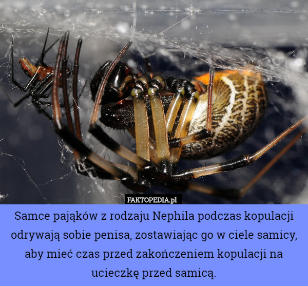 Samce pająków z rodzaju Nephila podczas kopulacji odrywają sobie penisa,