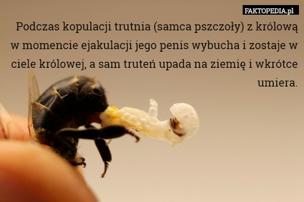 Podczas kopulacji trutnia (samca pszczoły) z królową w momencie ejakulacji