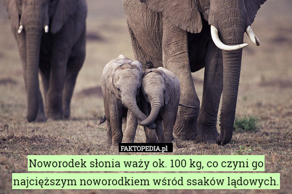 Noworodek słonia waży ok.100 kg, co czyni go najcięższym noworodkiem wśród