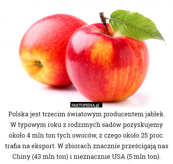Polska jest trzecim światowym producentem jabłek. W typowym roku z rodzimych