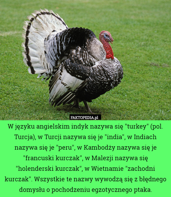 W języku angielskim indyk nazywa się "turkey" (pol. Turcja), w