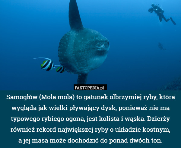 Samogłów (Mola mola) to gatunek olbrzymiej ryby, która wygląda jak wielki