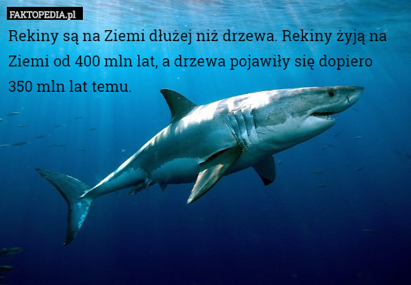 Rekiny są na Ziemi dłużej niż drzewa. Rekiny żyją na Ziemi od 400 mln lat,