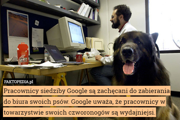 Pracownicy siedziby Google są zachęcani do zabierania do biura swoich psów.
