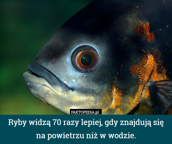 Ryby widzą 70 razy lepiej, gdy znajdują się
na powietrzu niż w wodzie.