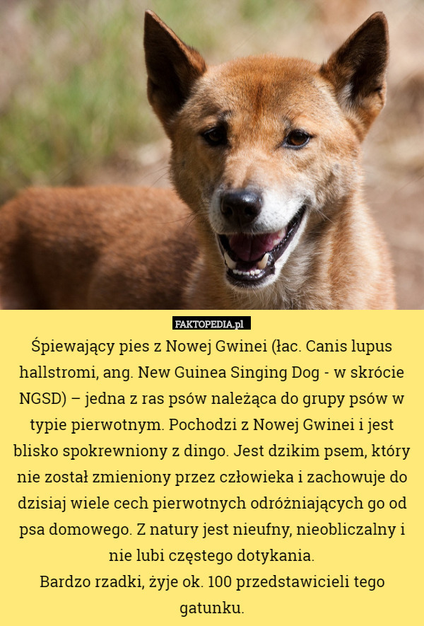 Śpiewający pies z Nowej Gwinei (łac. Canis lupus hallstromi, ang. New Guinea