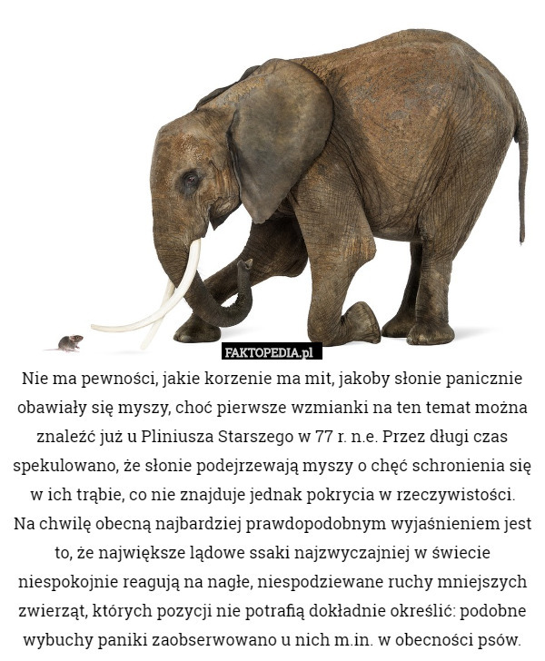 Nie ma pewności, jakie korzenie ma mit, jakoby słonie panicznie obawiały