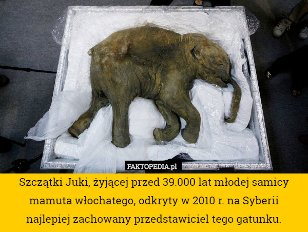Szczątki Juki, żyjącej przed 39.000 lat młodej samicy mamuta włochatego,