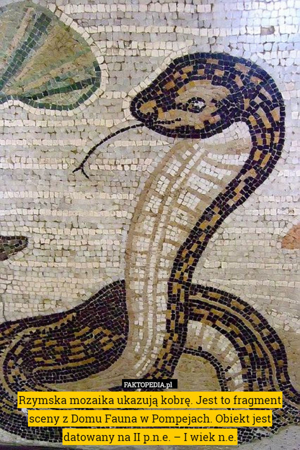 Rzymska mozaika ukazują kobrę. Jest to fragment sceny z Domu Fauna w Pompejach.