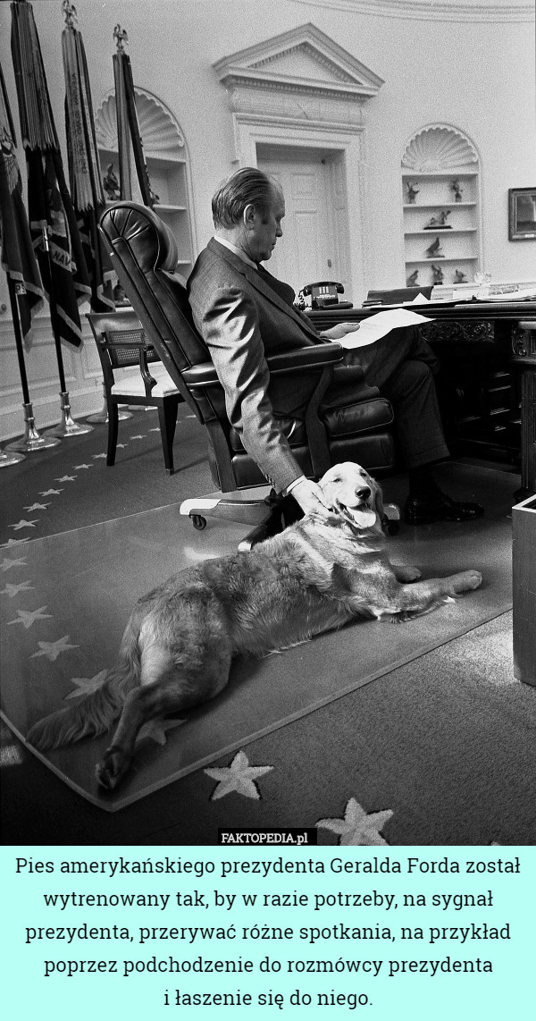 Pies amerykańskiego prezydenta Geralda Forda został wytrenowany tak, by