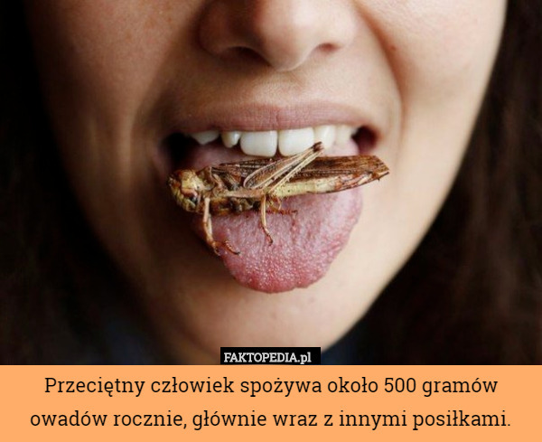 Przeciętny człowiek spożywa około 500 gramów owadów rocznie, głównie wraz