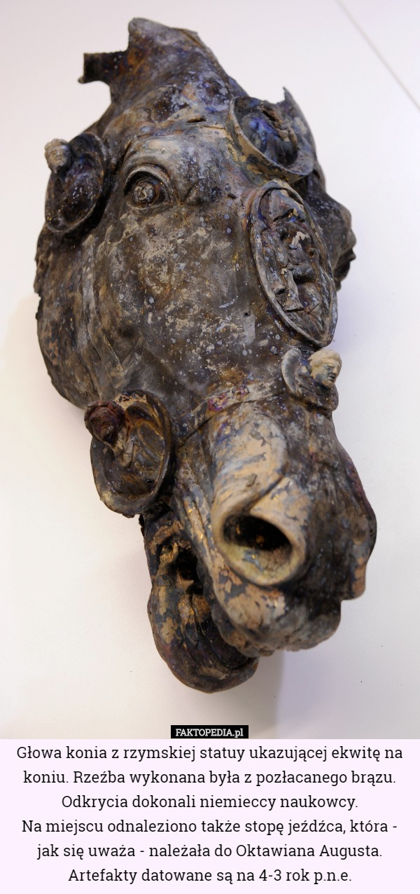 Głowa konia z rzymskiej statuy ukazującej ekwitę na koniu. Rzeźba wykonana...