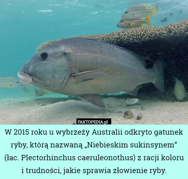 W 2015 roku u wybrzeży Australii odkryto gatunek ryby, którą nazwaną „Niebieskim sukinsynem”
