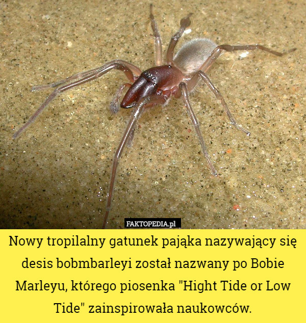Nowy tropilalny gatunek pająka nazywający się desis bobmbarleyi został nazwany