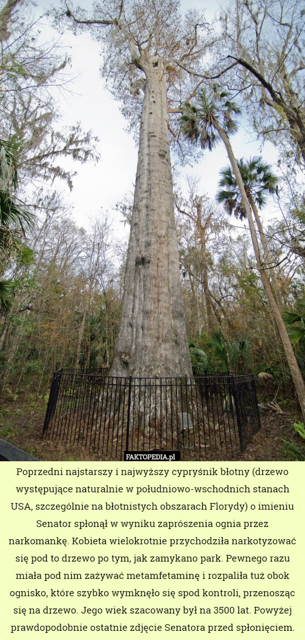 Poprzedni najstarszy i najwyższy cypryśnik błotny (drzewo występujące naturalnie