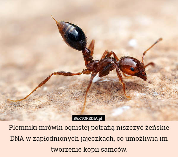 Plemniki mrówki ognistej potrafią niszczyć żeńskie DNA w zapłodnionych jajeczkach,
