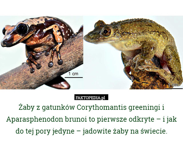 Żaby z gatunków Corythomantis greeningi i Aparasphenodon brunoi to pierwsze