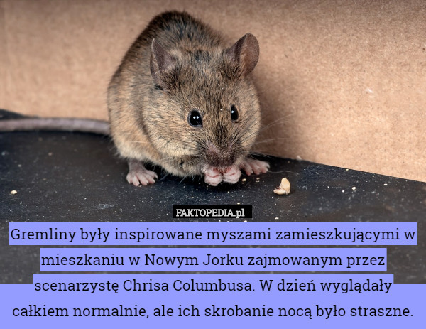 Gremliny były inspirowane myszami zamieszkującymi w mieszkaniu w Nowym Jorku