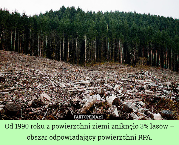 Od 1990 roku z powierzchni ziemi zniknęło 3% lasów – obszar odpowiadający