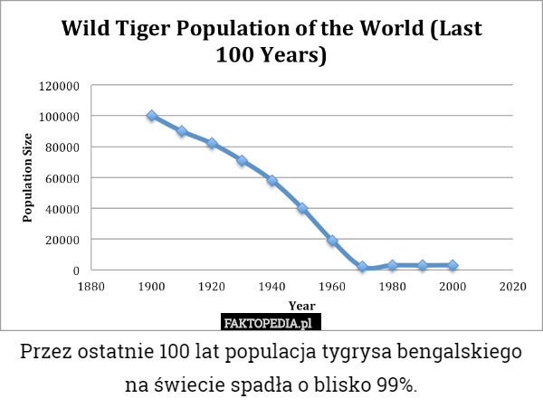 Przez ostatnie 100 lat populacja tygrysa bengalskiego na świecie spadła