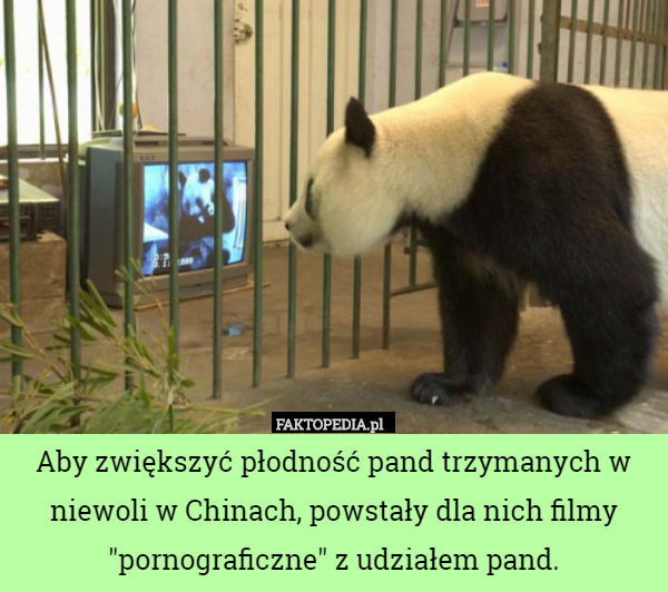 Aby zwiększyć płodność pand trzymanych w niewoli w Chinach, powstały dla nich...