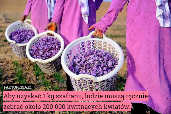 Aby uzyskać 1 kg szafranu, ludzie muszą ręcznie zebrać około 200 000 kwitnących