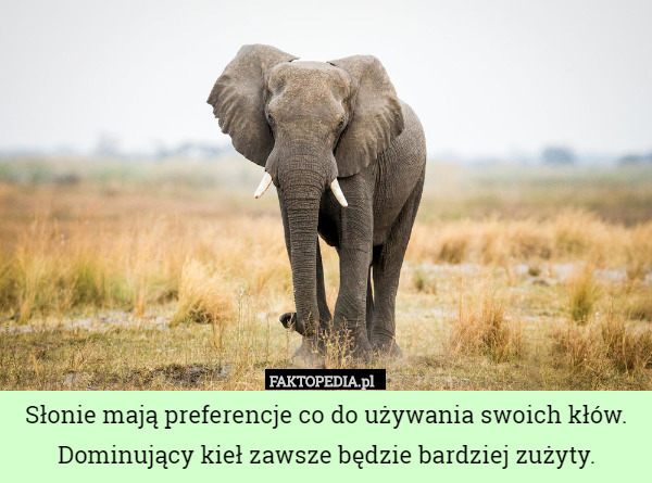 Słonie mają preferencje co do używania swoich kłów. Dominujący kieł zawsze