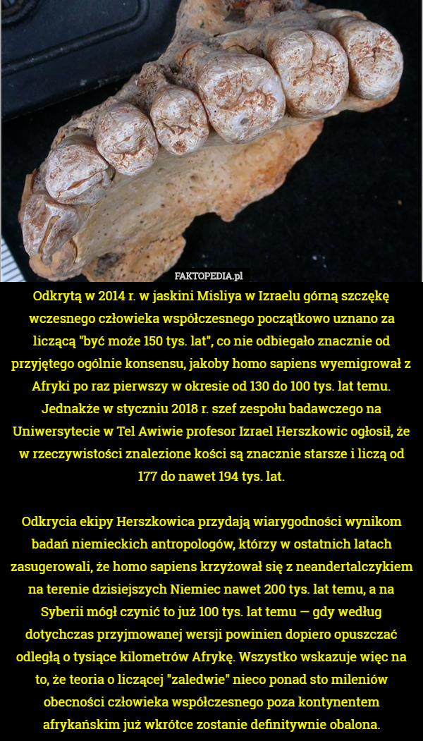Odkrytą w 2014 r. w jaskini Misliya w Izraelu górną szczękę wczesnego człowieka