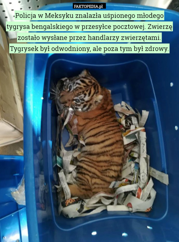 Policja w Meksyku znalazła uśpionego młodego tygrysa bengalskiego w przesyłce