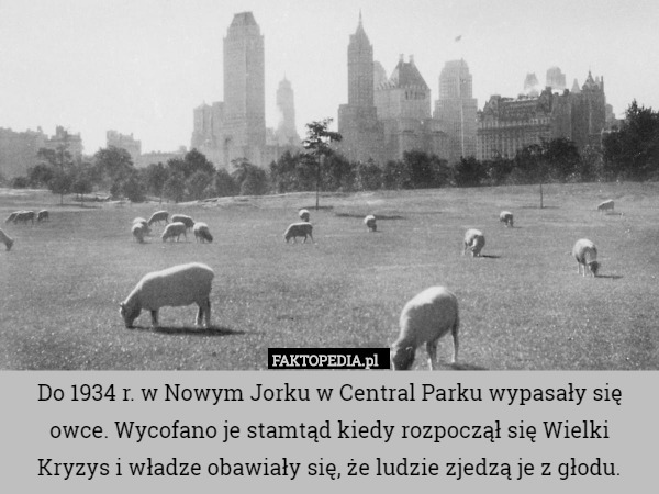 Do 1934 r. w Nowym Jorku w Central Parku wypasały się owce. Wycofano je