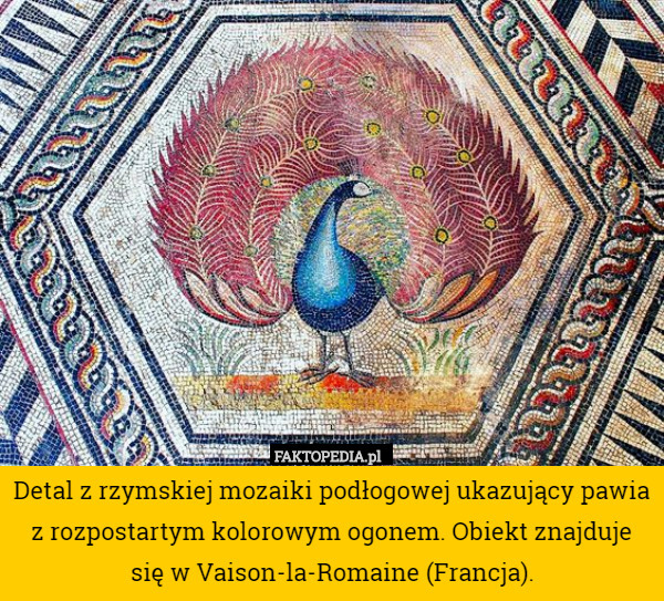 Detal z rzymskiej mozaiki podłogowej ukazujący pawia z rozpostartym kolorowym