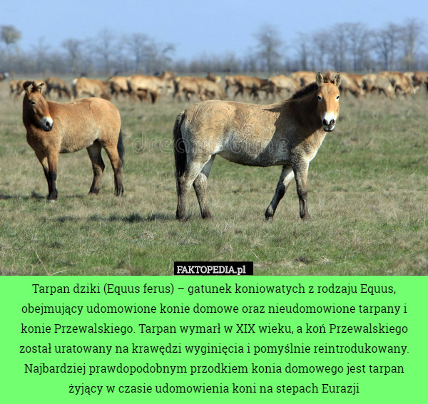Tarpan dziki (Equus ferus) – gatunek koniowatych z rodzaju Equus, obejmujący