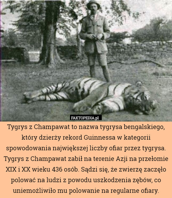 Tygrys z Champawat to nazwa tygrysa bengalskiego, który dzierży rekord Guinnessa