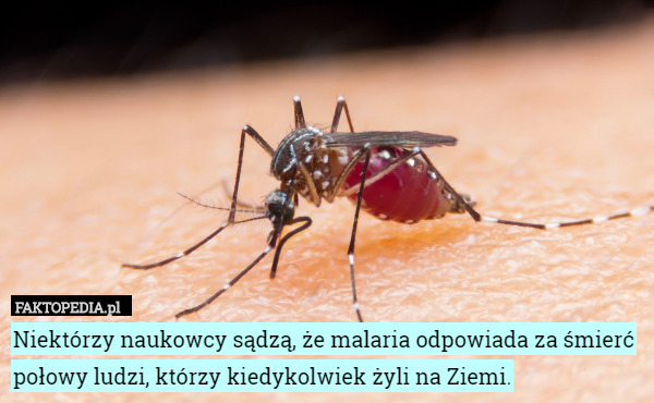 Niektórzy naukowcy sądzą, że malaria odpowiada za śmierć połowy ludzi, którzy