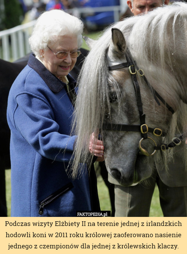Podczas wizyty Elżbiety II na terenie jednej z irlandzkich hodowli koni