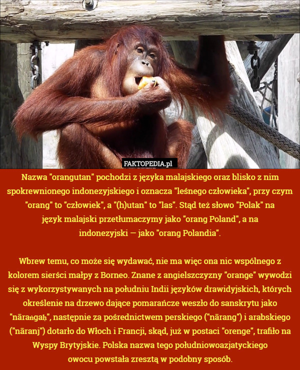 Nazwa "orangutan" pochodzi z języka malajskiego oraz blisko z
