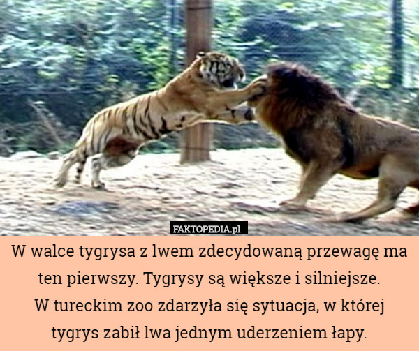 W walce tygrysa z lwem zdecydowaną przewagę ma ten pierwszy. Tygrysy są...