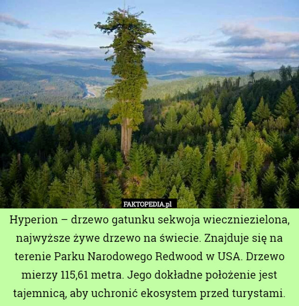 Hyperion – drzewo gatunku sekwoja wieczniezielona, najwyższe żywe drzewo