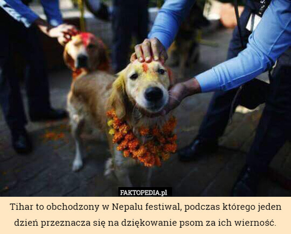 Tihar to obchodzony w Nepalu festiwal, podczas którego jeden dzień przeznacza