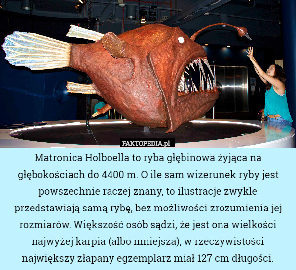 Matronica Holboella to ryba głębinowa żyjąca na głębokościach do 4400 m.