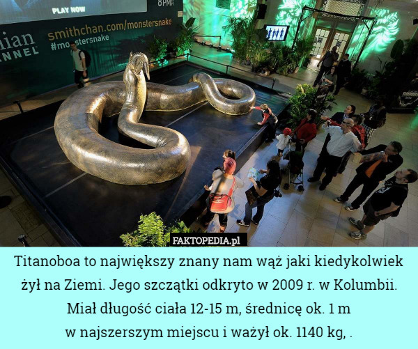 Titanoboa to największy znany nam wąż jaki kiedykolwiek żył na Ziemi. Jego