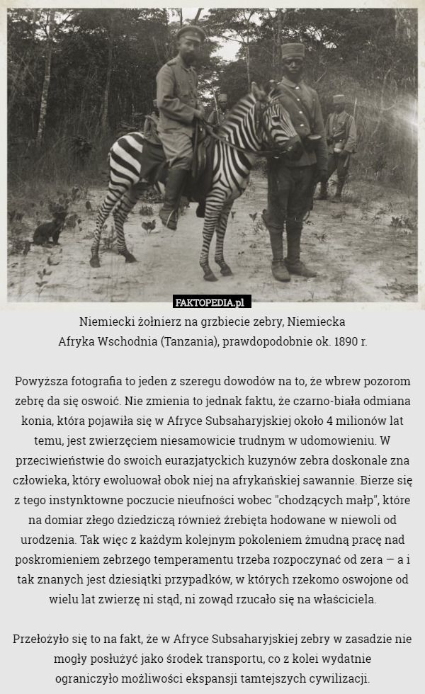 Niemiecki kawalerzysta na grzbiecie zebry, Zanzibar,Niemiecka Afryka Wschodnia,
