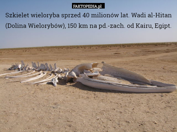 Szkielet wieloryba sprzed 50 milionów lat. Wadi El-Hitan (Dolina Wielorybów),